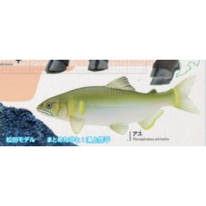 일본 이키몬 가샤폰 캡슐 토이 일본의 자연 제3탄 장식 - Capsule Toy Gashapon 리뷰 및 가격